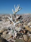 Halimocnemis longifolia