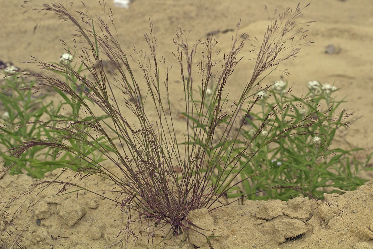 Изображение особи Agrostis scabra.