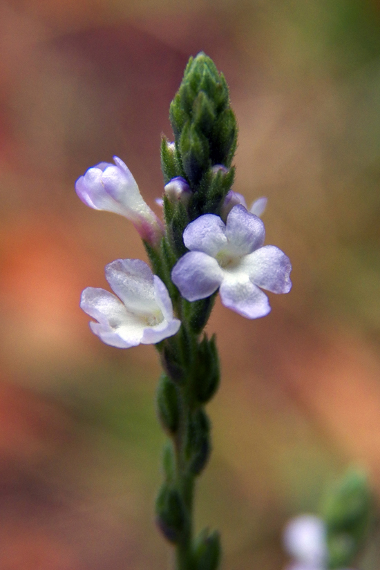 Image of Verbena officinalis specimen.