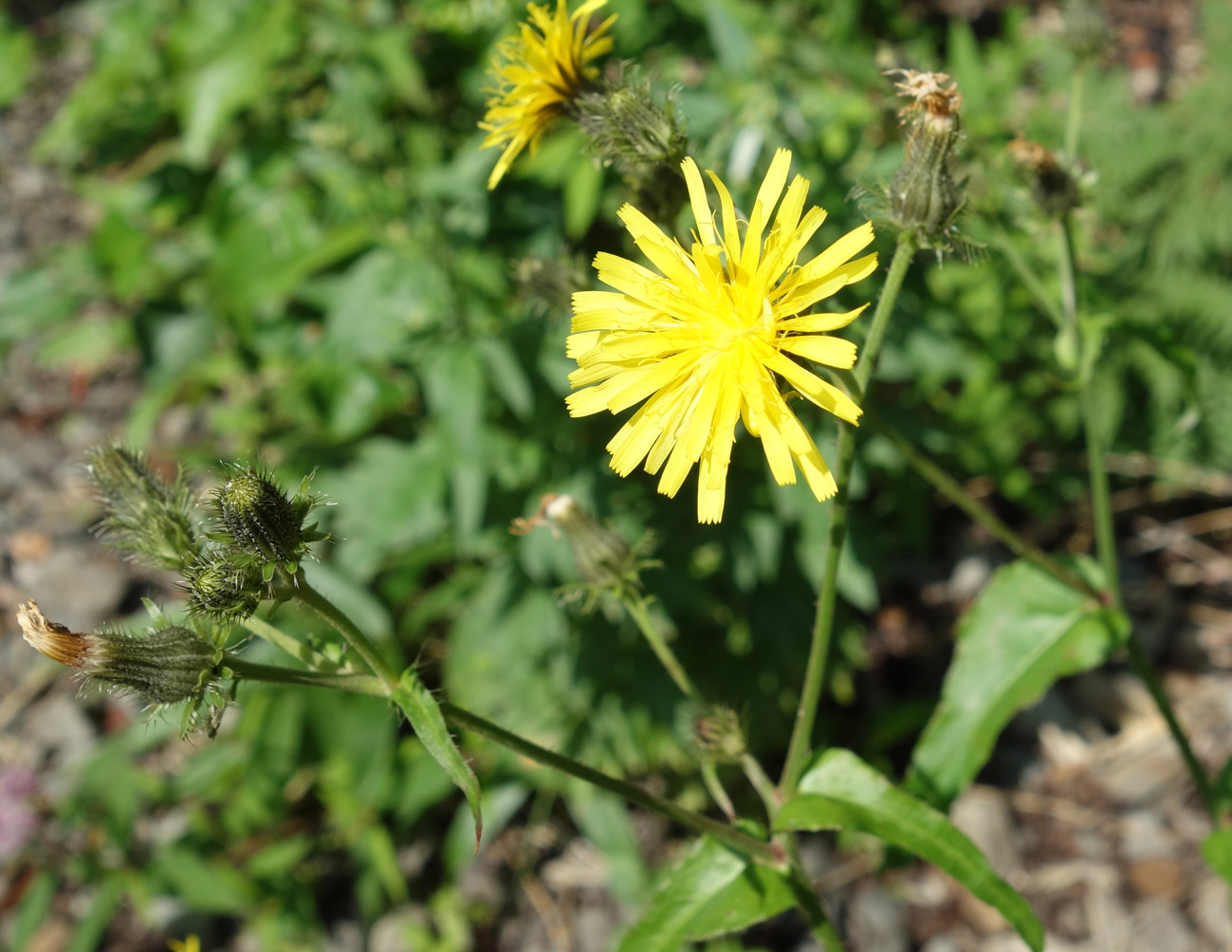 Image of Picris japonica specimen.