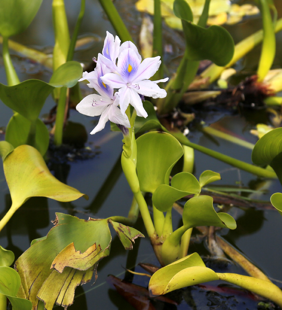 Изображение особи Eichhornia crassipes.