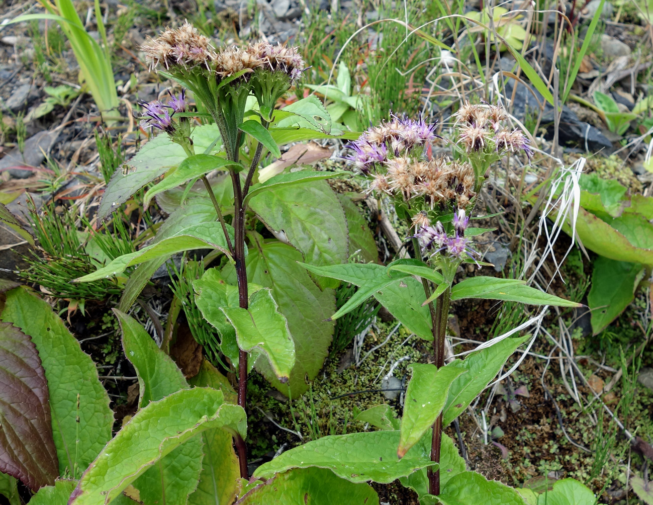 Image of Saussurea sachalinensis specimen.