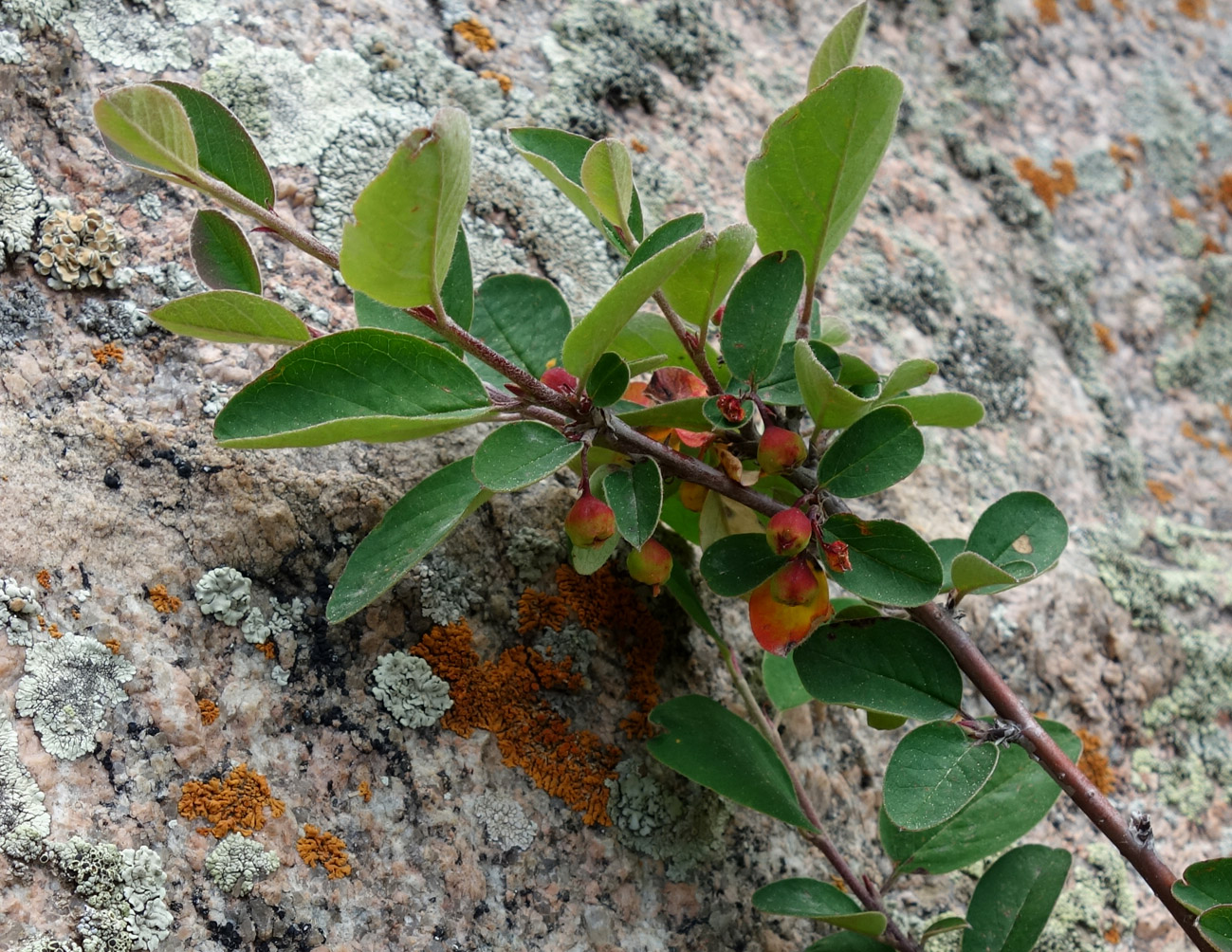 Изображение особи род Cotoneaster.