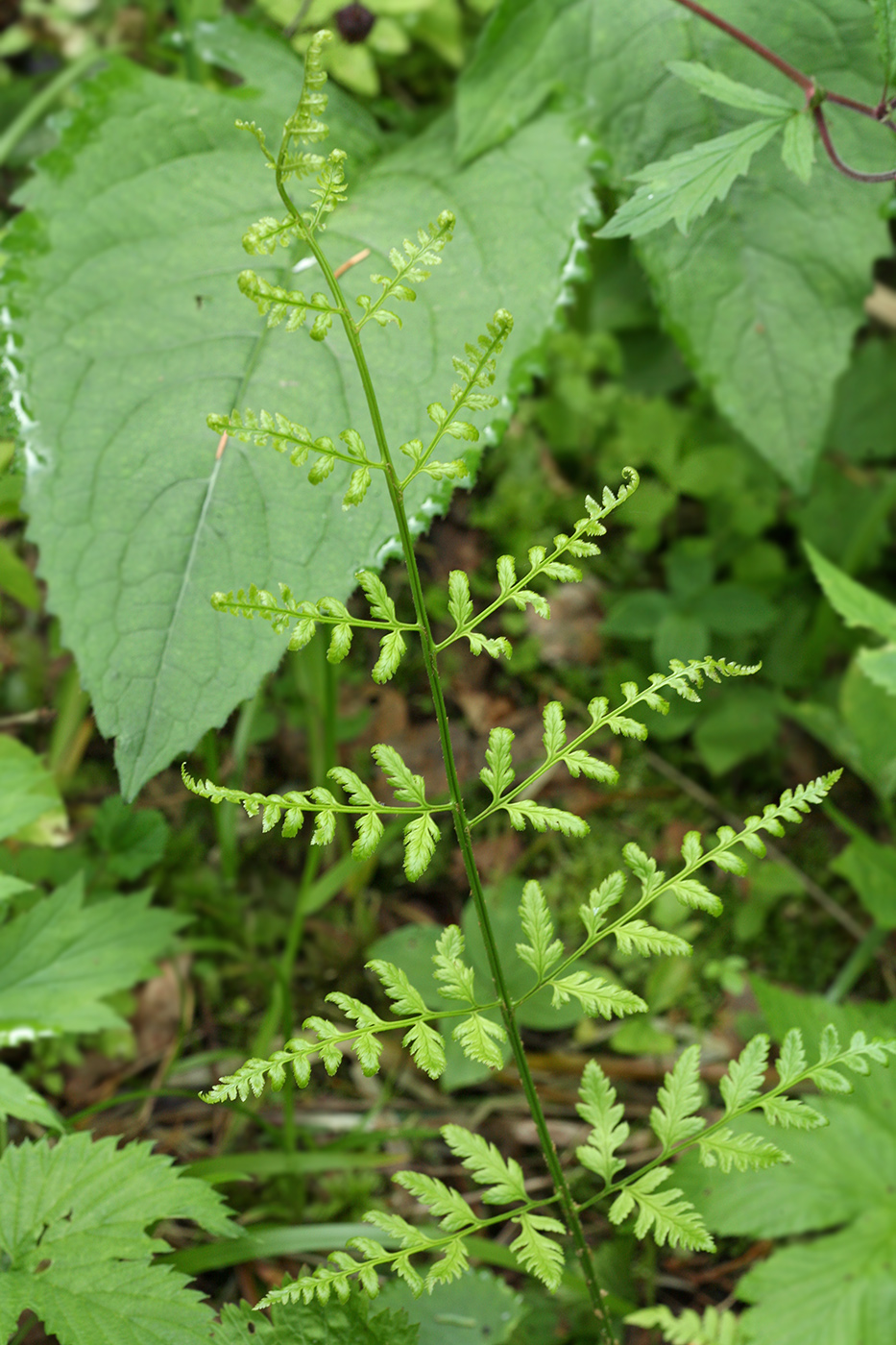 Изображение особи Dryopteris carthusiana.