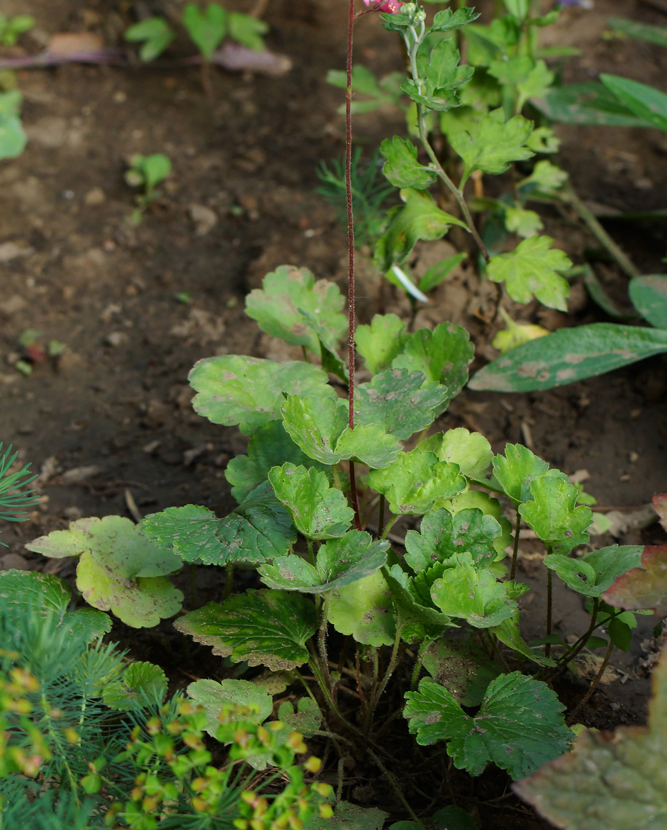 Image of Heuchera sanguinea specimen.