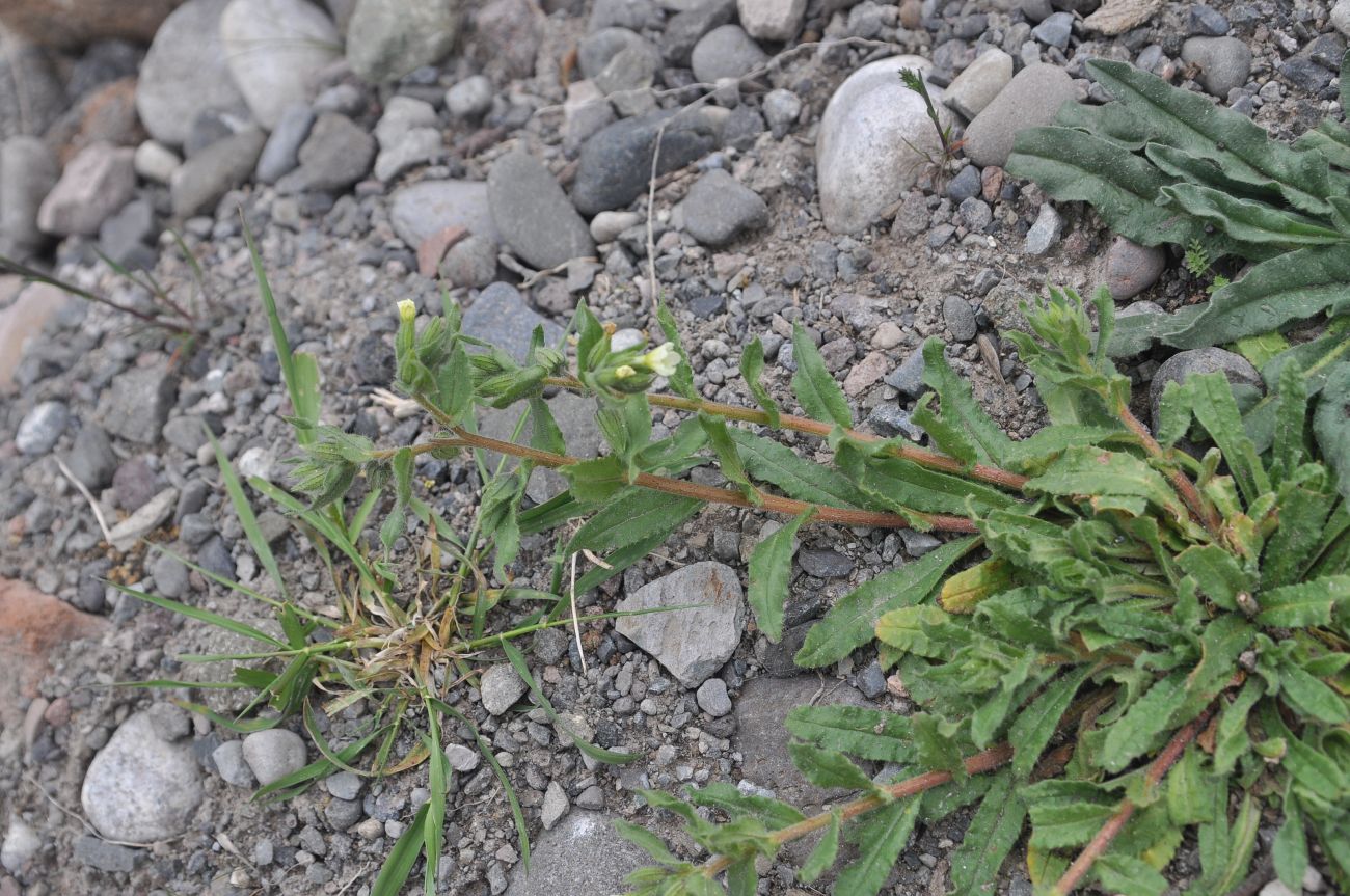 Image of genus Nonea specimen.