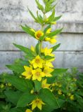 Lysimachia punctata. Верхушка цветущего растения. Кыргызстан, южная окраина г. Бишкек, газон, возможно одичавшее культурное растение. 25.05.2019.