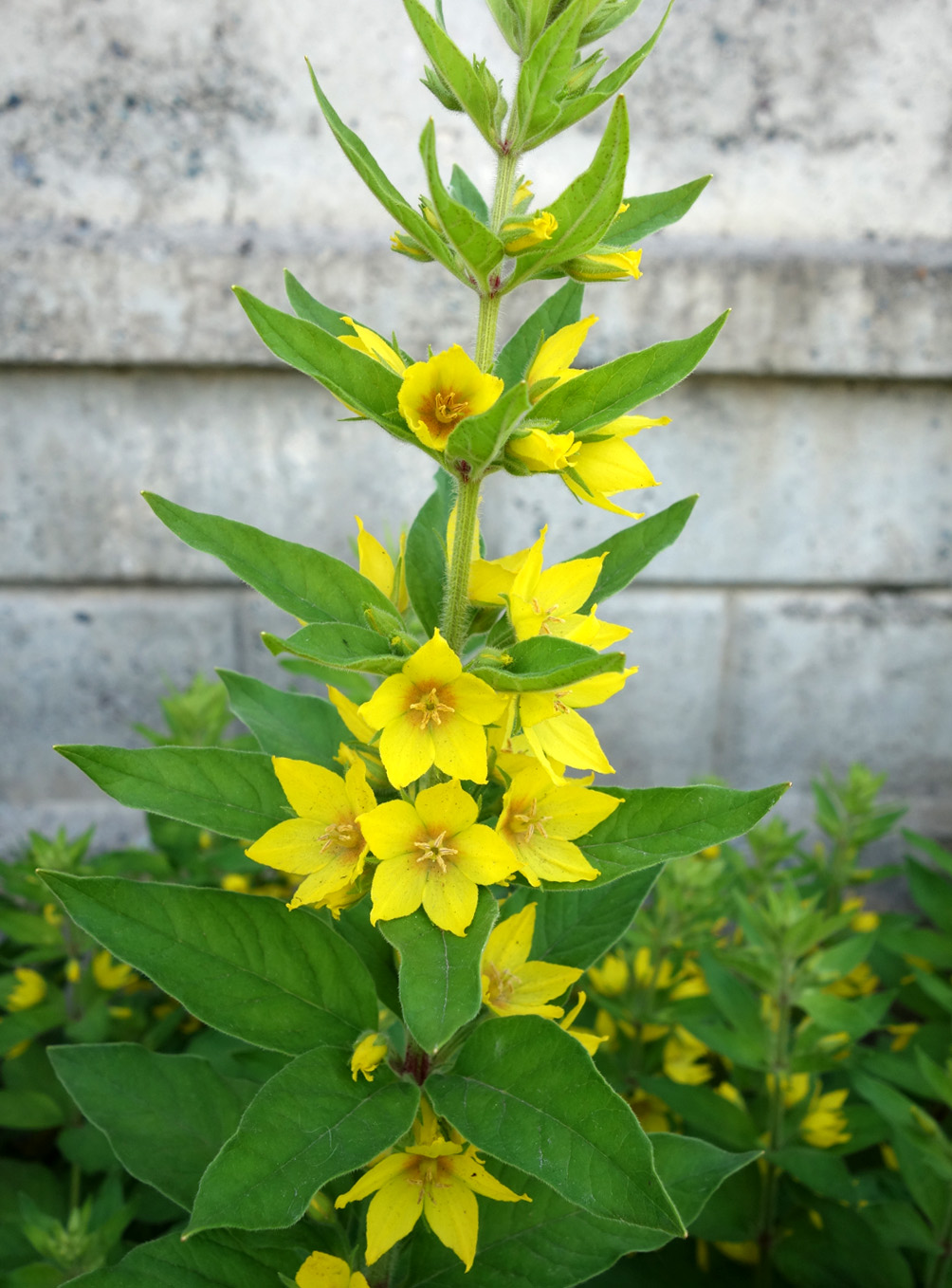 Image of Lysimachia punctata specimen.