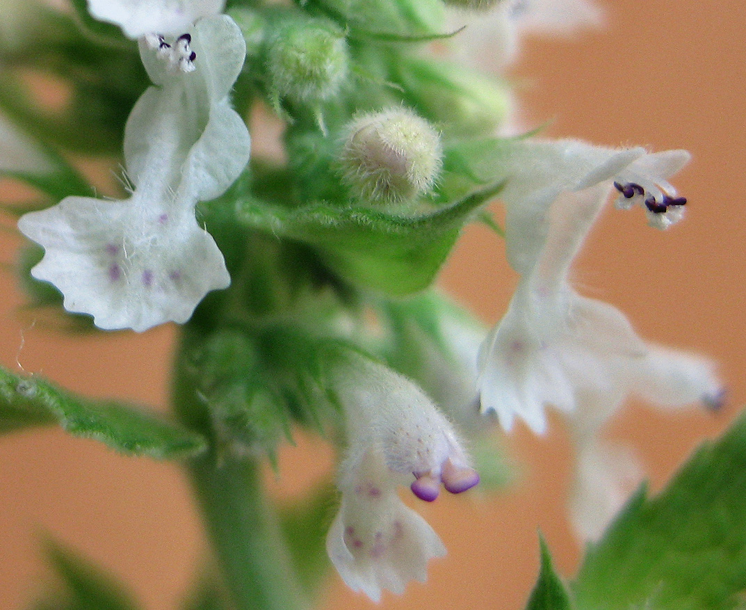 Изображение особи Nepeta cataria.