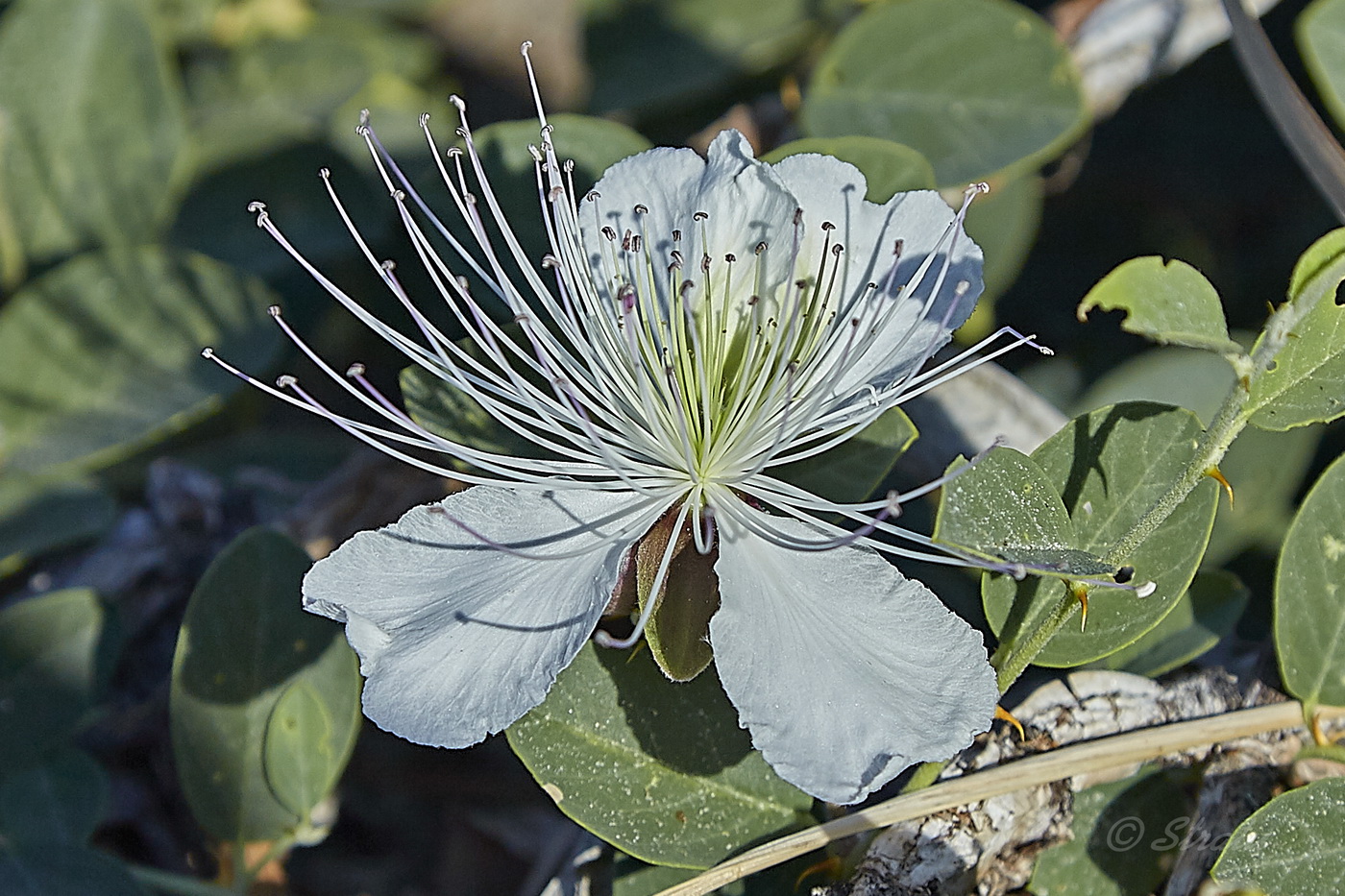 Image of Capparis herbacea specimen.