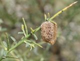 Genista fasselata