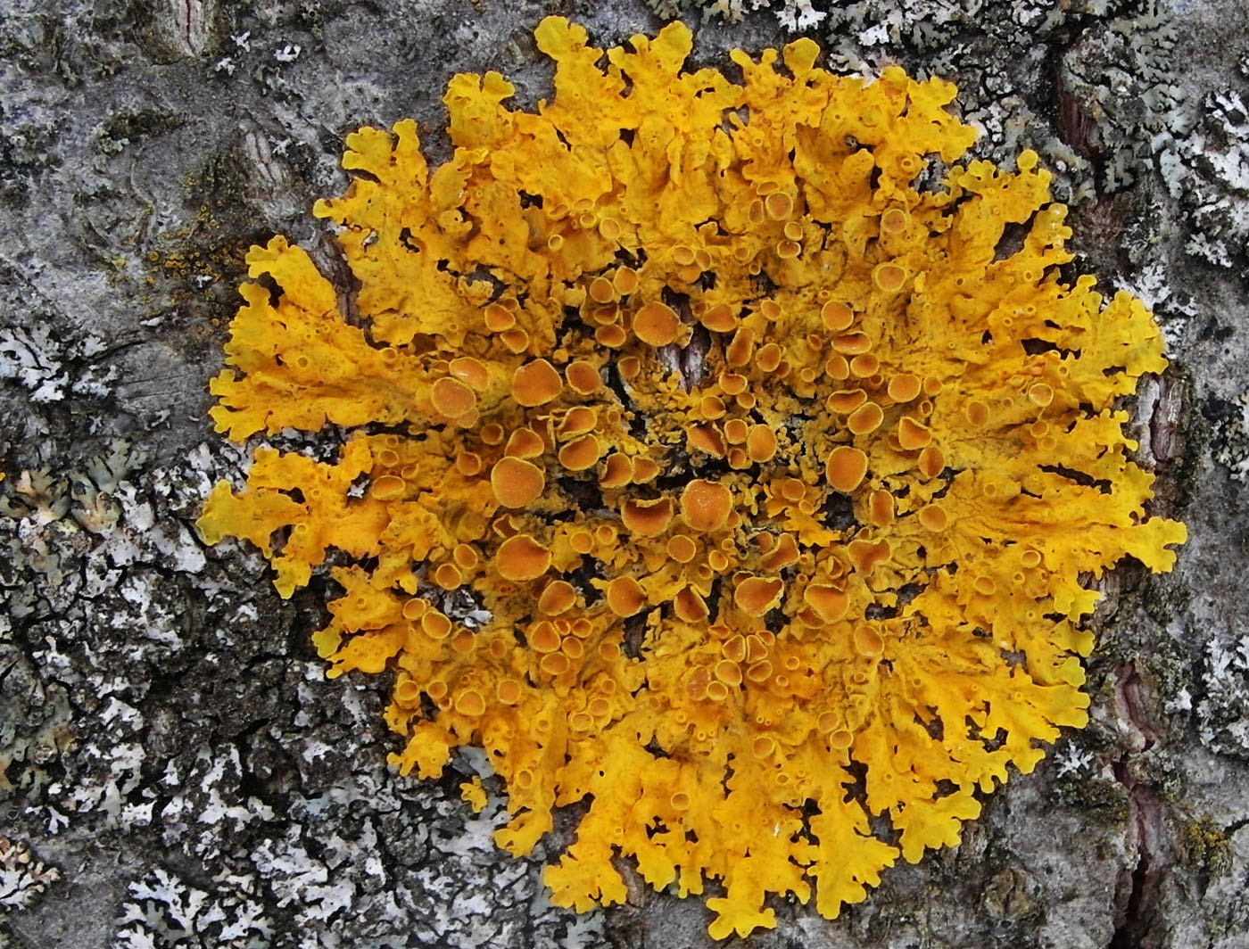 Изображение особи Xanthoria parietina.