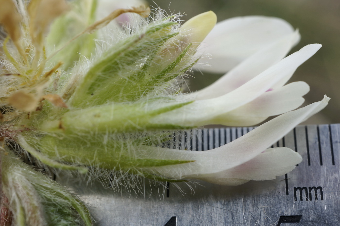 Image of Astragalus dolichophyllus specimen.