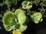 Pistia stratiotes