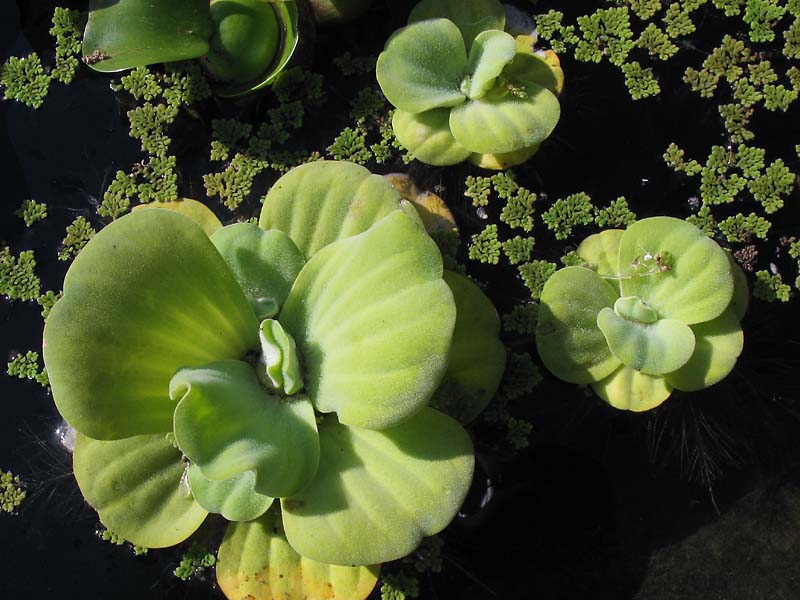 Image of Pistia stratiotes specimen.