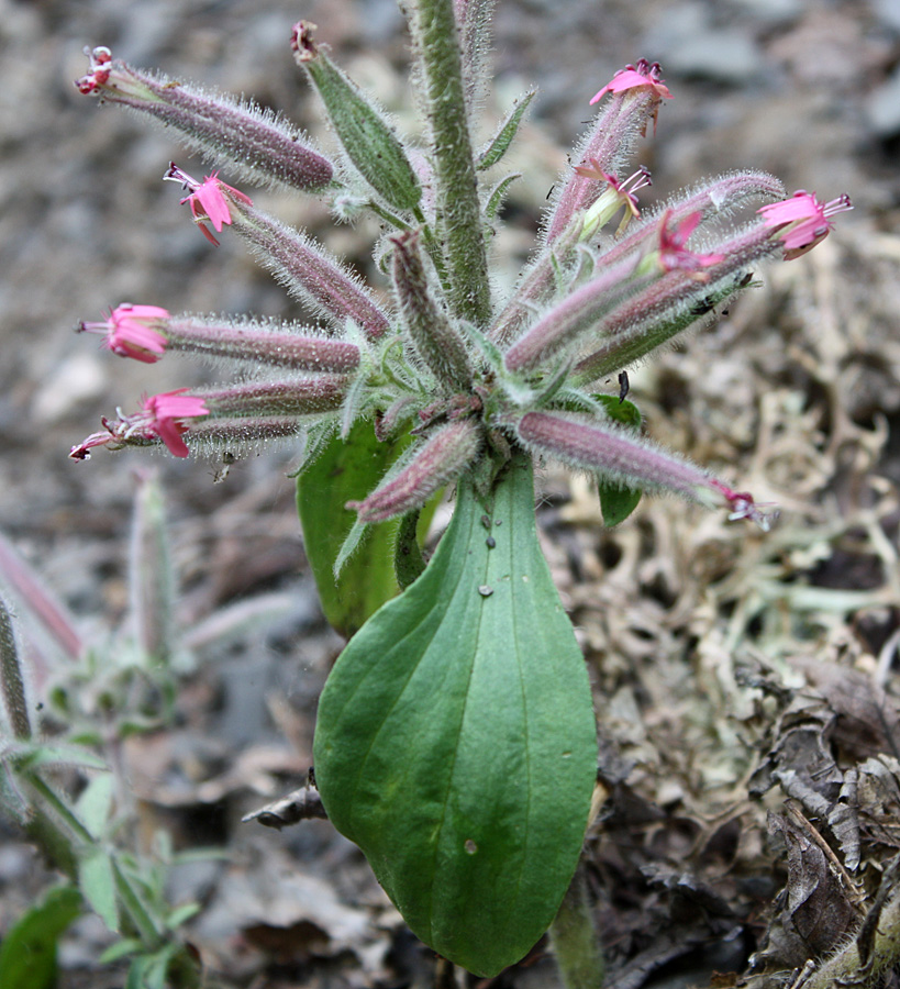 Image of Saponaria glutinosa specimen.