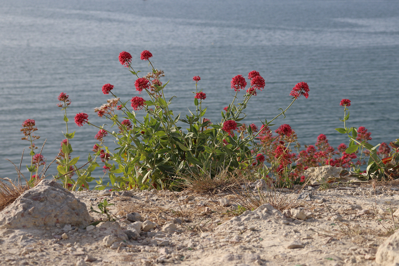 Image of Centranthus ruber specimen.