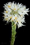 Lilium regale
