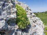 Galium oshtenicum. Цветущее растение. Краснодарский край, Апшеронский р-н, гора Черногор, платообразная вершина, ≈ 1750 м н.у.м., в расщелине скалы. 27.06.2020.