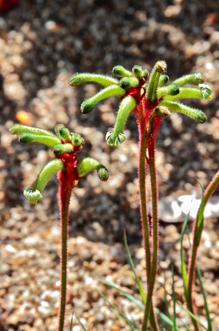 Изображение особи Anigozanthos gabrielae.