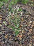 Lepidium latifolium