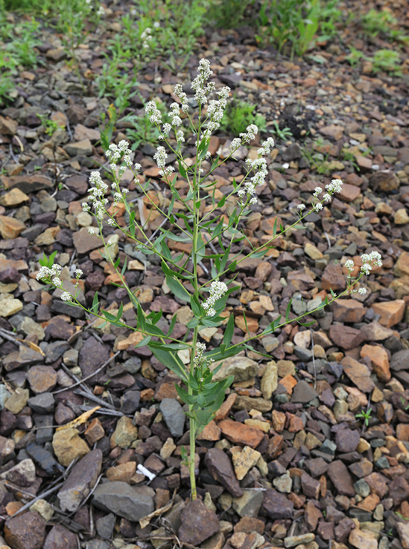 Изображение особи Lepidium latifolium.