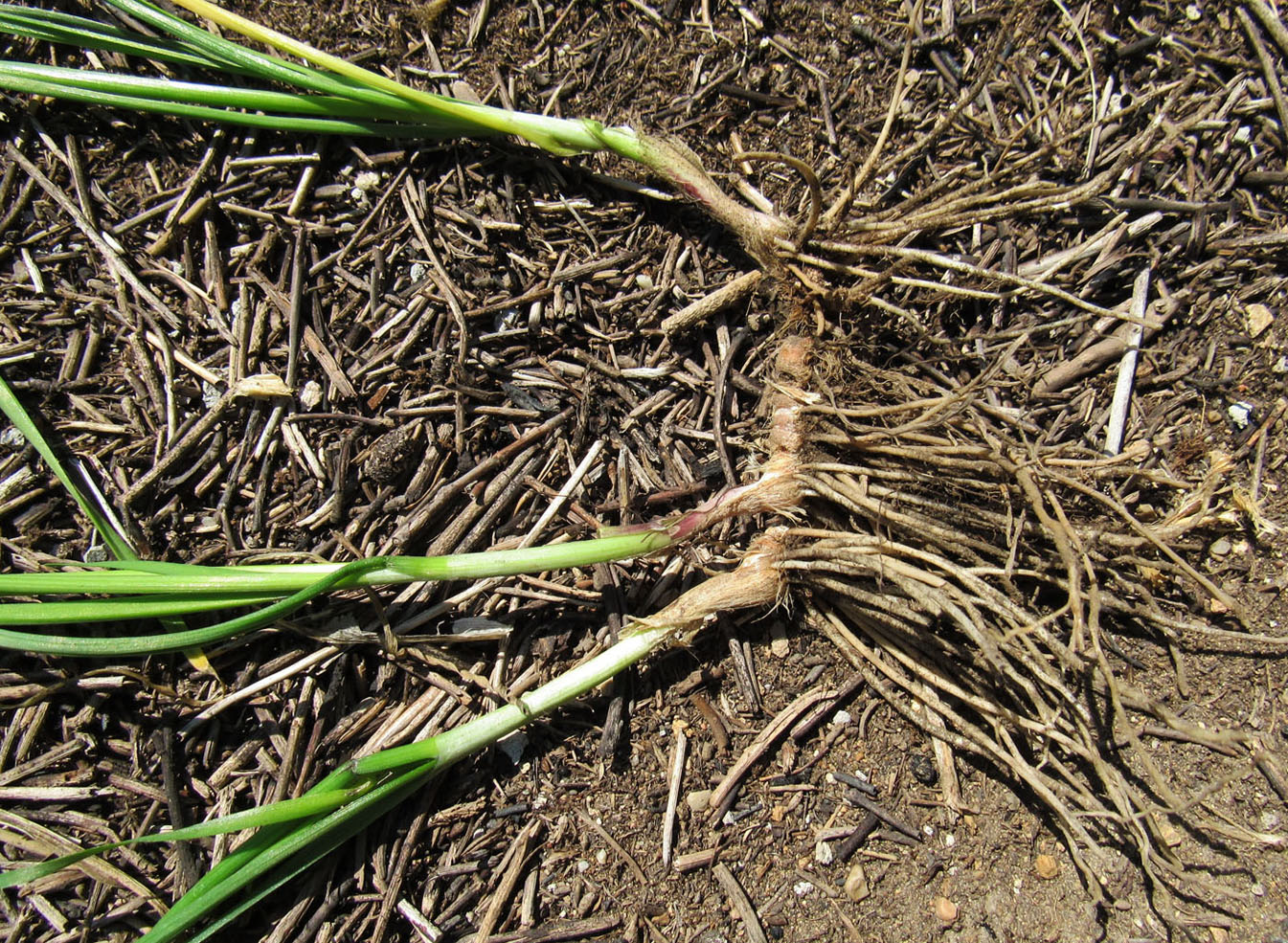 Image of Allium ramosum specimen.