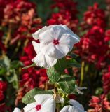 Catharanthus roseus