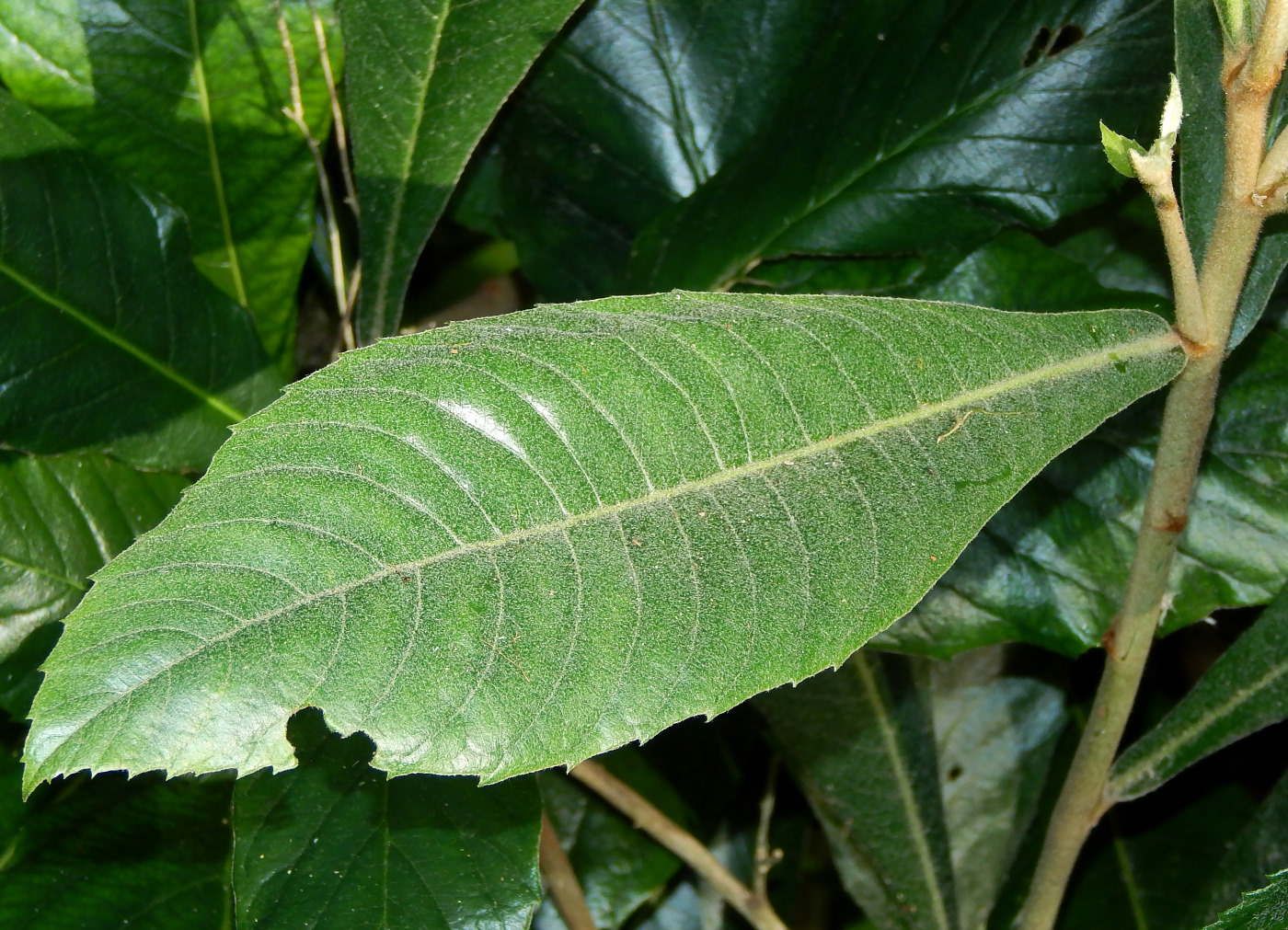 Image of Eriobotrya japonica specimen.