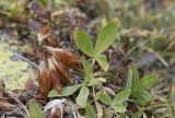 Trifolium alpinum. Отцветшее растение. Испания, Каталония, пров. Жирона, комарка Рипольес, муниципалитет Сеткасес, курорт \"Вальтер 2000\", ≈2200 м н.у.м., каменистый луг. 15.09.2020.