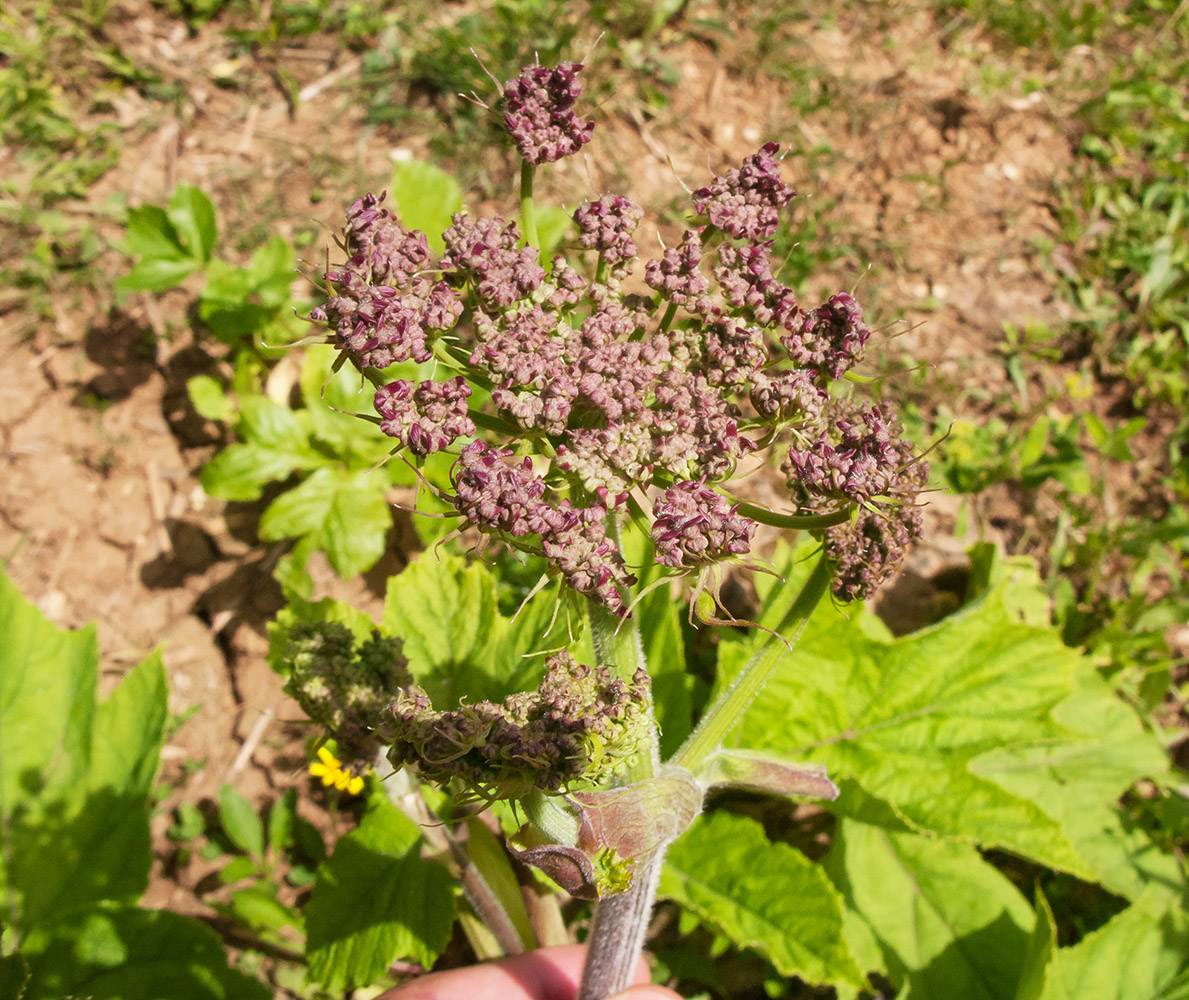 Изображение особи Heracleum scabrum.