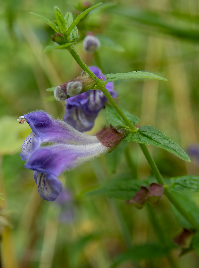 Изображение особи Scutellaria galericulata.