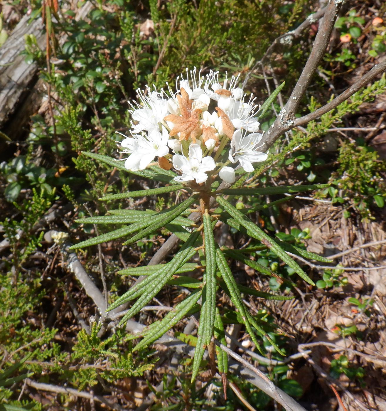 Image of Ledum palustre specimen.