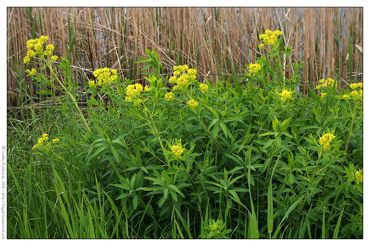 Изображение особи Euphorbia palustris.