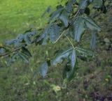 Laburnum alpinum