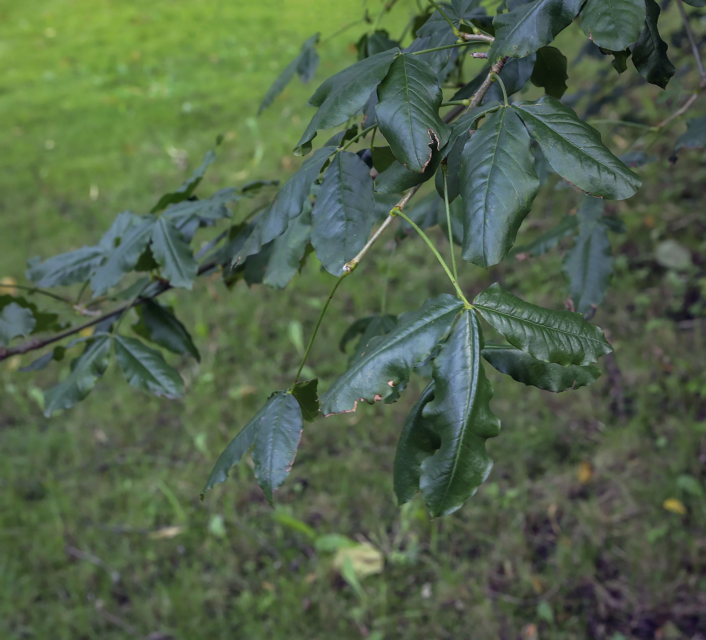 Изображение особи Laburnum alpinum.