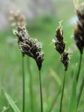 род Carex