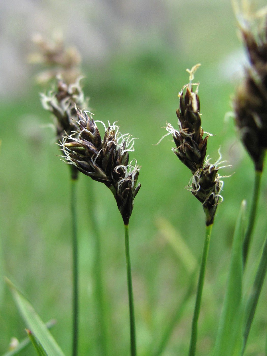 Image of genus Carex specimen.