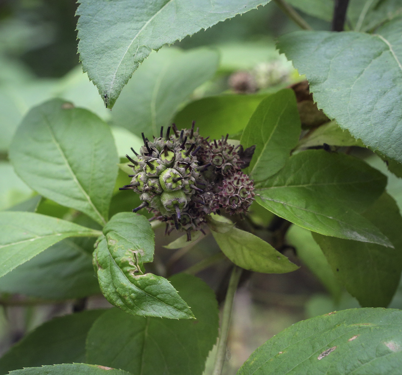 Изображение особи Eleutherococcus trifoliatus.