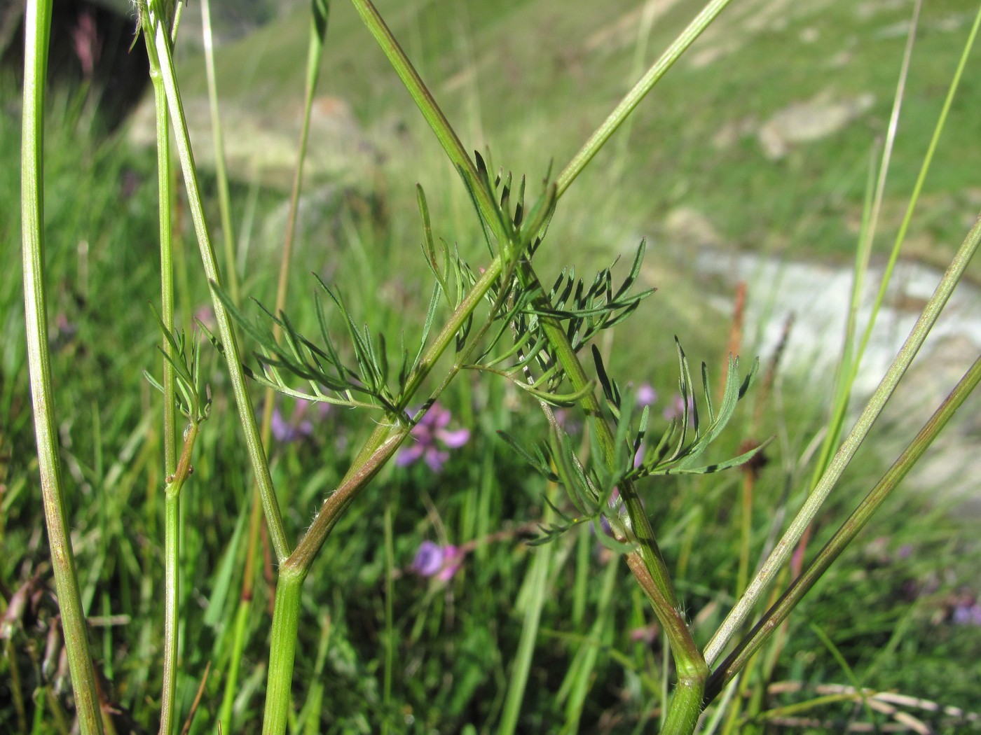 Изображение особи Chaerophyllum roseum.