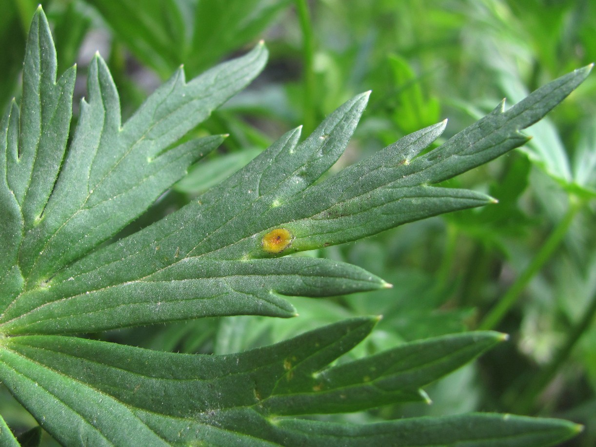 Image of Aconitum nasutum specimen.