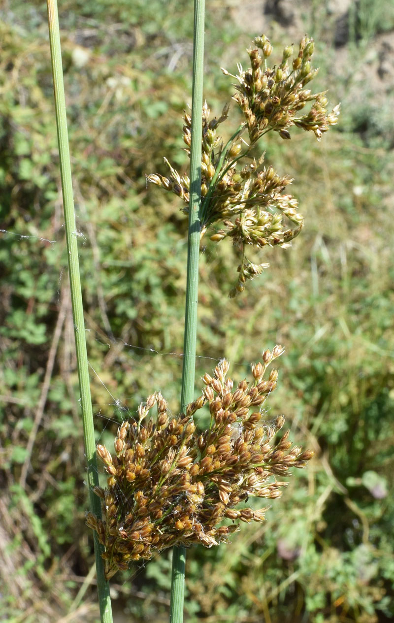 Изображение особи Juncus inflexus.