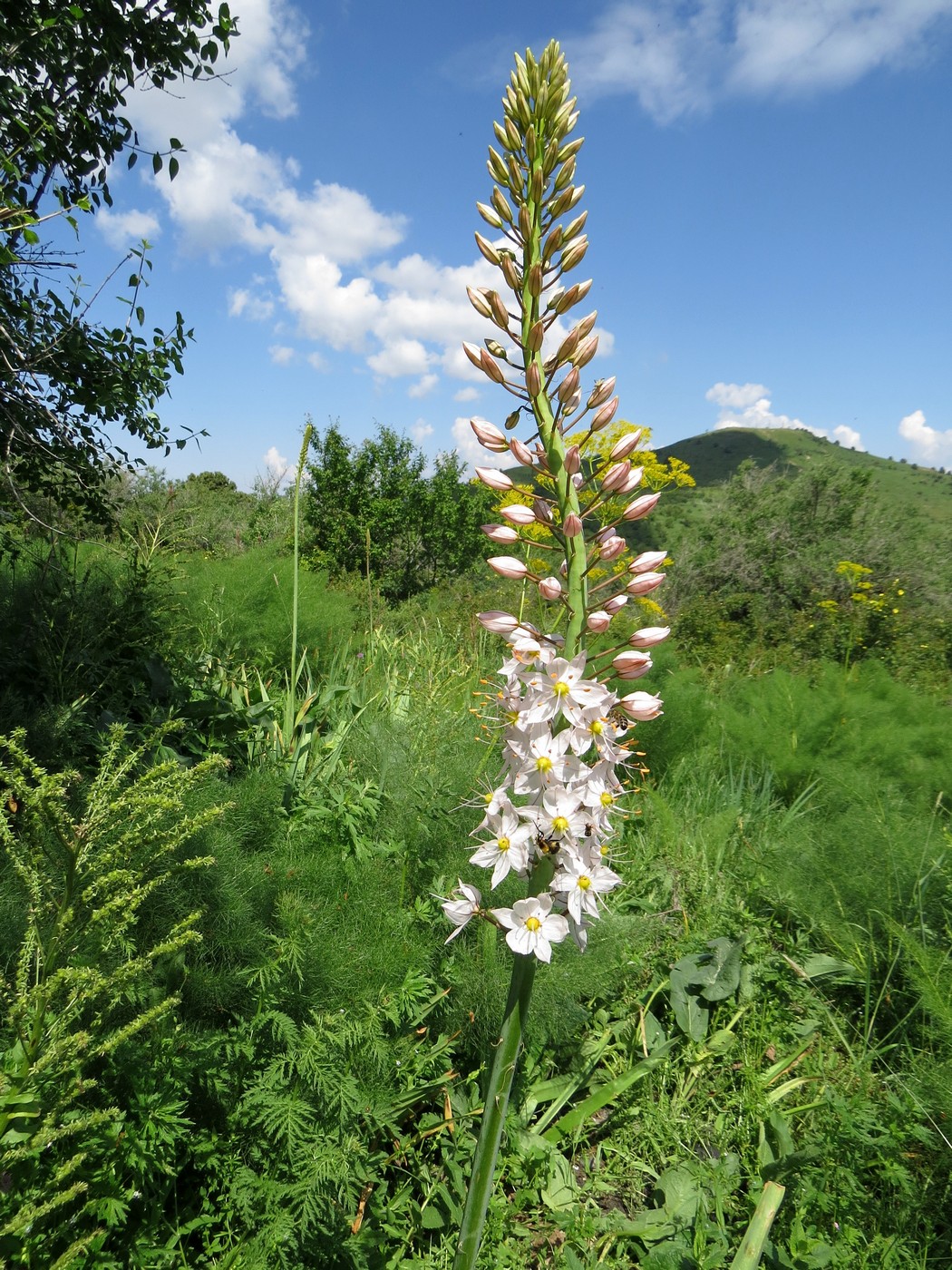 Image of Eremurus robustus specimen.