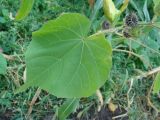 Abutilon theophrasti