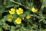 Potentilla recta. Верхушка побега с цветками и бутонами. Краснодарский край, МО г. Новороссийск, окр. пос. Верхнебаканский, смотровая площадка на подъёме к перевалу \"Волчьи Ворота\", луговина перед зарослями кустарника. 03.06.2019.