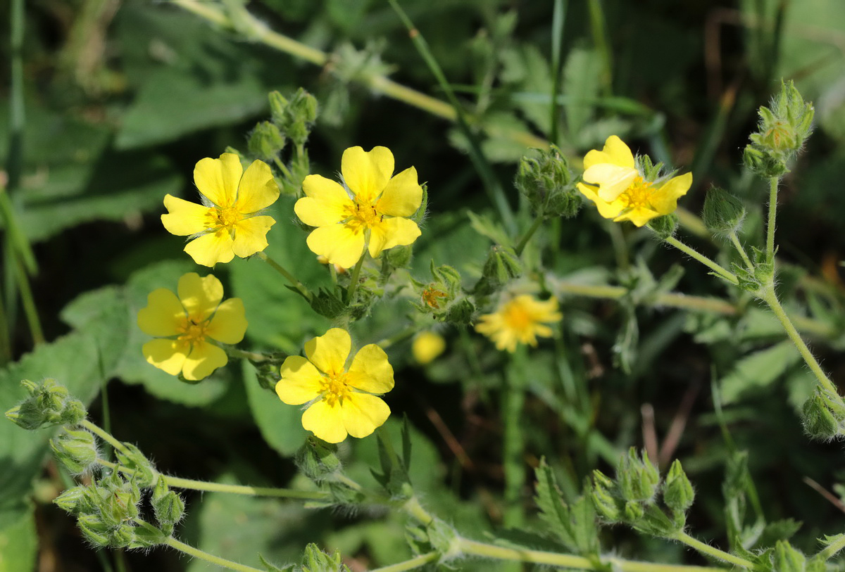 Изображение особи Potentilla recta.