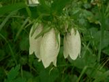 Campanula punctata