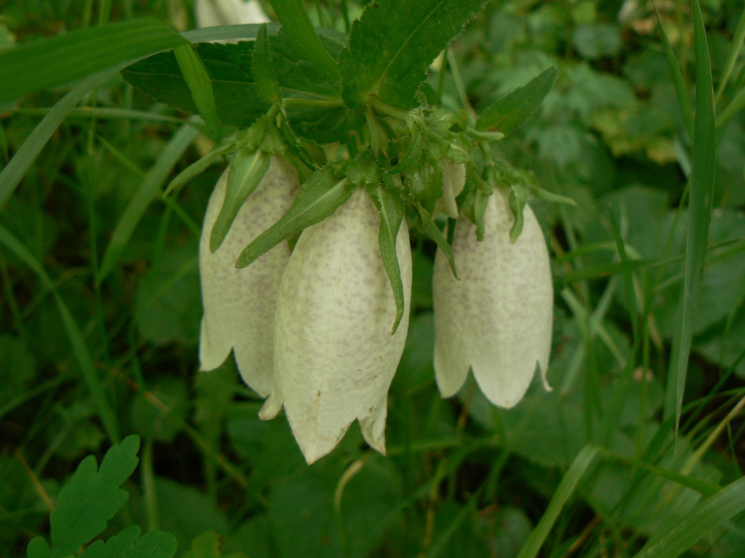 Изображение особи Campanula punctata.