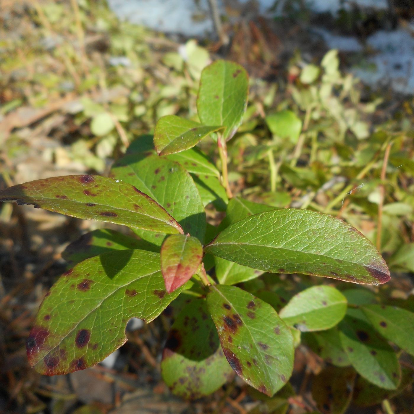 Image of Vaccinium × intermedium specimen.