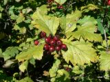 Crataegus maximowiczii. Зрелые плоды и листья. Хабаровский край, 17 км Владивостокского шоссе, широколиственный лес. 17.09.2011.